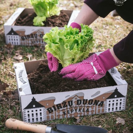 Tvarios idėjos: kartoninės dėžutės panaudojimas  darže ir ne tik 🌱