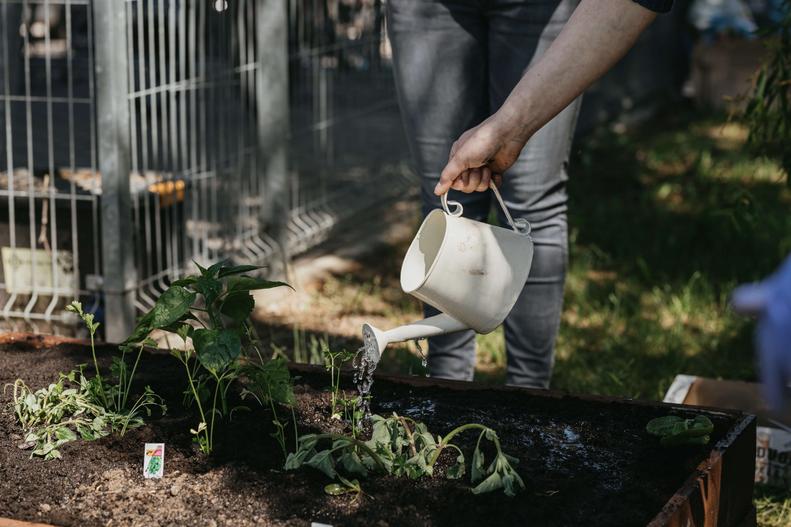 Tvarios idėjos: kartoninės dėžutės panaudojimas  darže ir ne tik 🌱