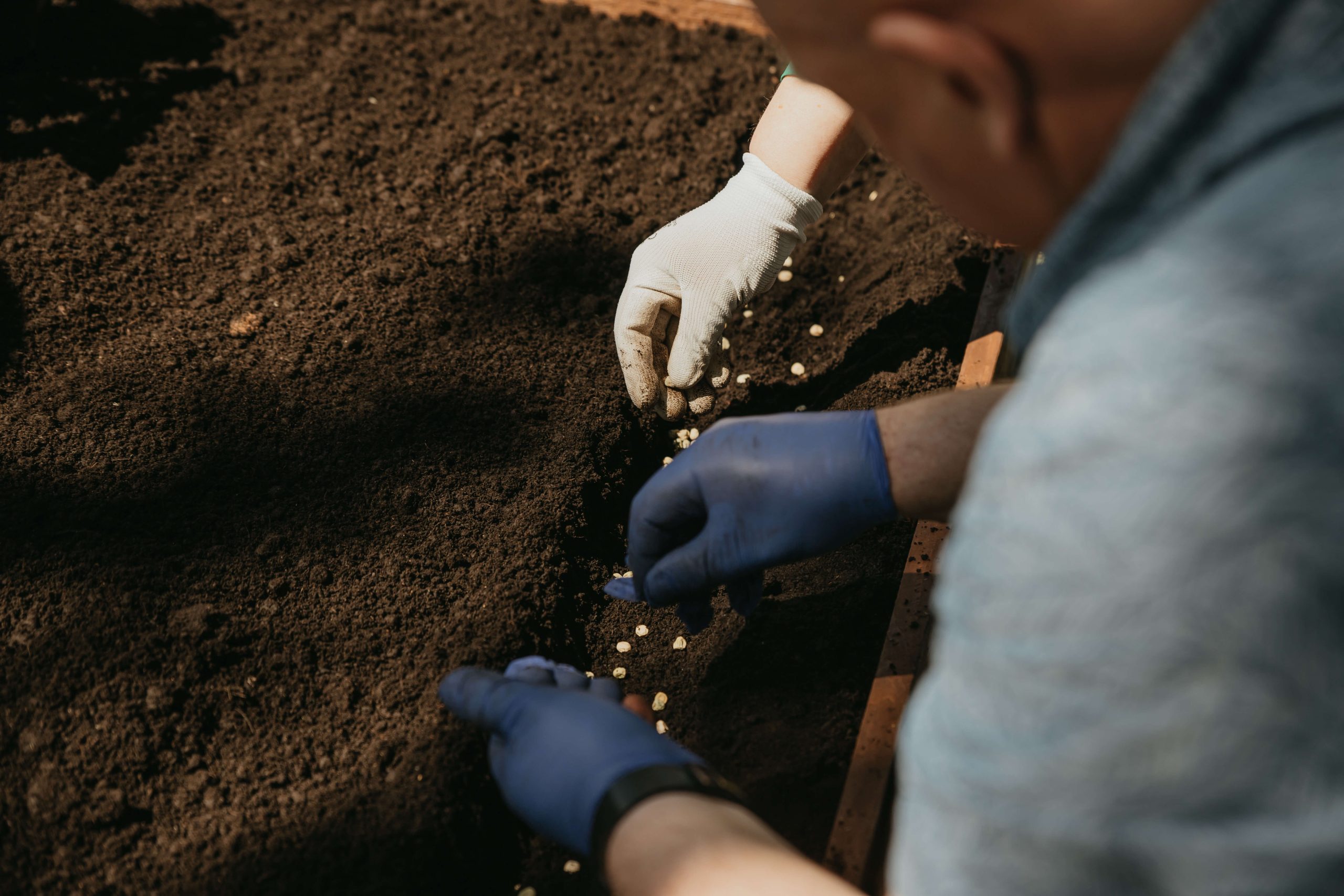 Tvarios idėjos: kartoninės dėžutės panaudojimas  darže ir ne tik 🌱